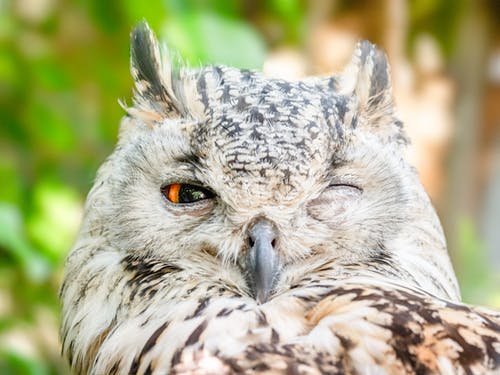 owl for BSAVA 2019