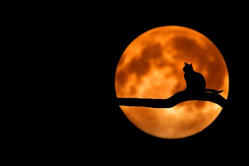 cat and moon